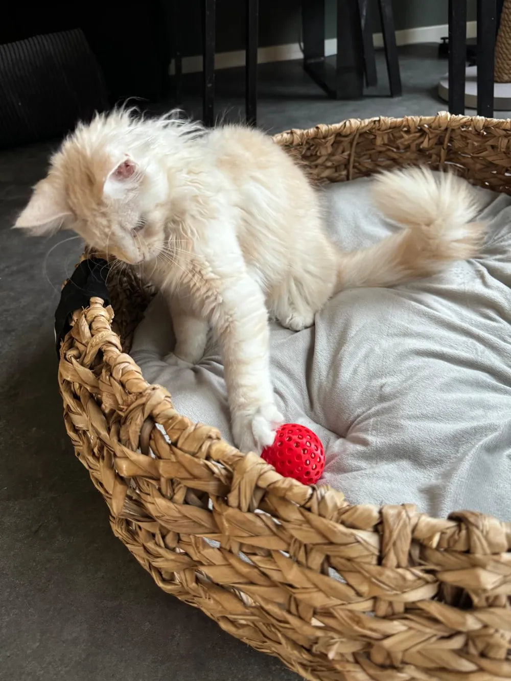 Kedi Fidget Oyuncağı | İç İçe Hareketli Top Oyuncağı