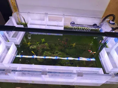 Betta Balığı İzolasyon ve Yavru Balık Kutusu