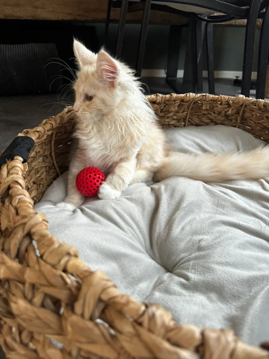 Kedi Fidget Oyuncağı | İç İçe Hareketli Top Oyuncağı