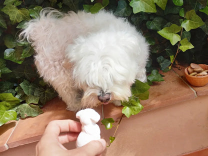 Küçük Malta Teriyeri (Little Maltese Dog) - 3D Baskı Sevimli Köpek Figürü