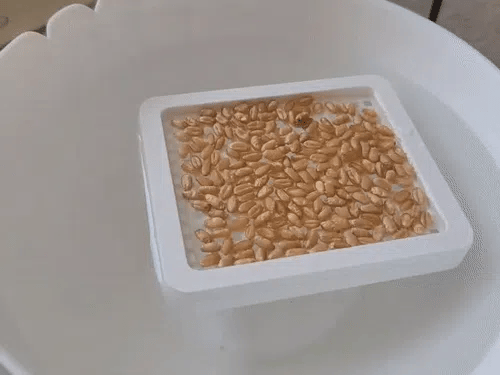 Sevimli Kedi Çimi Saksısı – Kedi Otu Yetiştirme Kabı