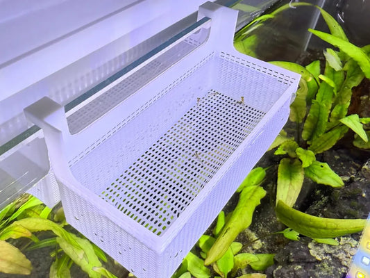 Betta Balığı İzolasyon ve Yavru Balık Kutusu